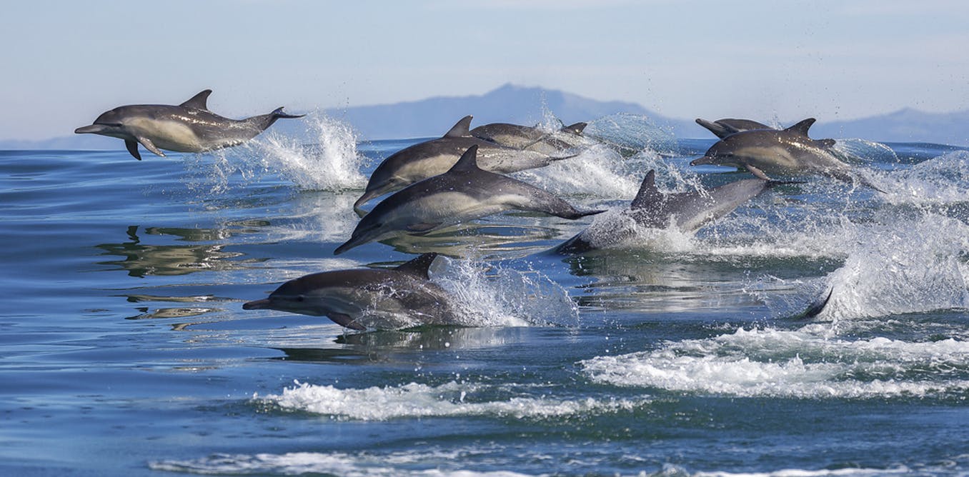 dolphins-multiacuatic (14)